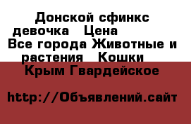 Донской сфинкс девочка › Цена ­ 15 000 - Все города Животные и растения » Кошки   . Крым,Гвардейское